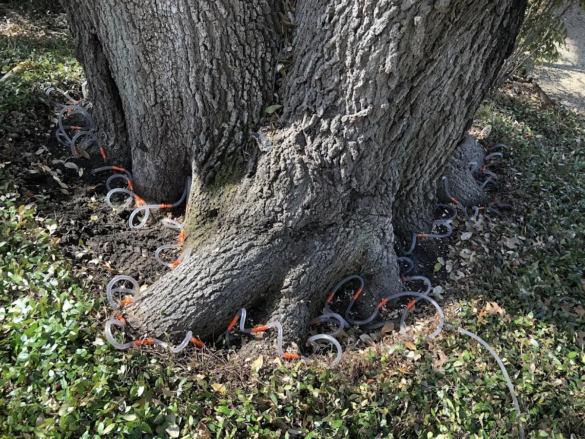 Detailed Tree Cabling and Bracing job site in Brockport